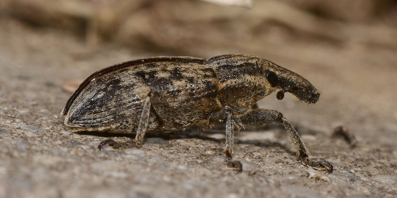 Curculionidae: Mecaspis alternans